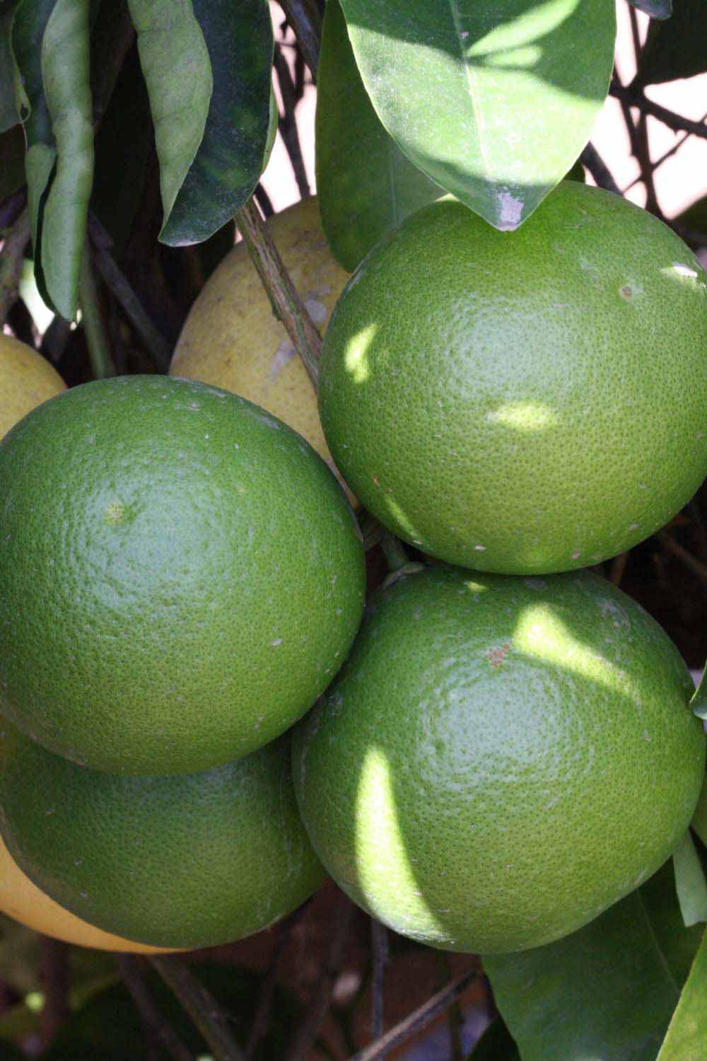            Immature fruit (Riverside, CA)   